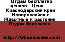 Отдам бесплатно щенков › Цена ­ 1 - Краснодарский край, Новороссийск г. Животные и растения » Отдам бесплатно   